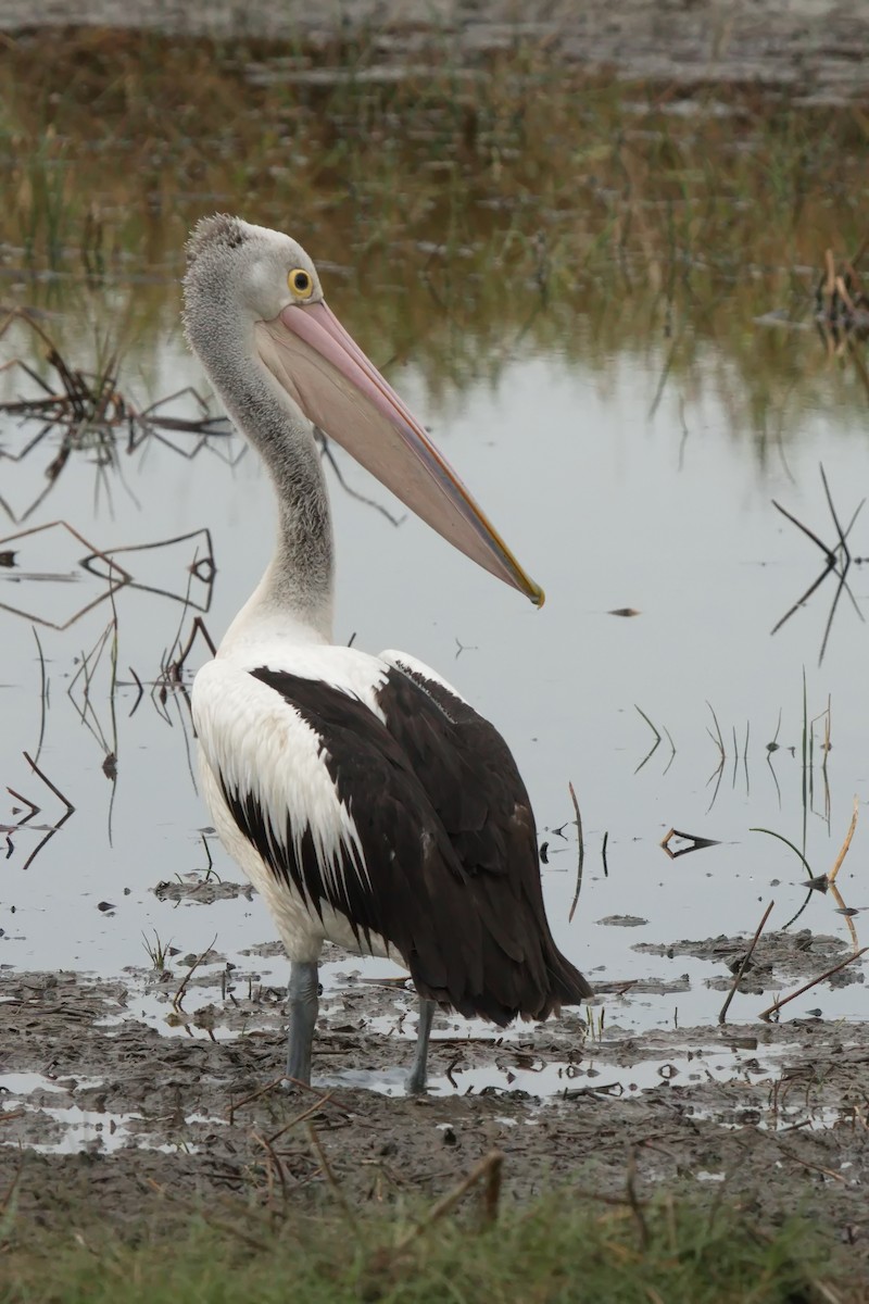 pelikán australský - ML620880524