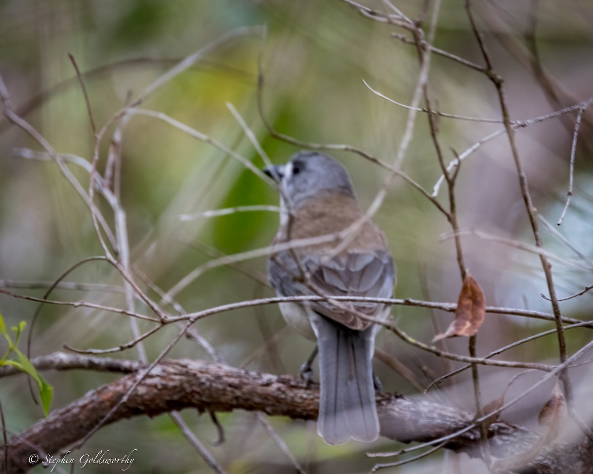 Gray Shrikethrush - ML620880525