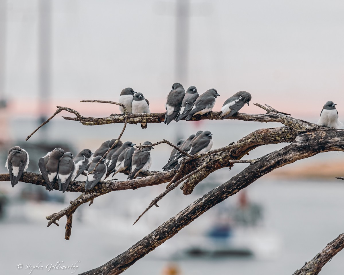 White-breasted Woodswallow - ML620880526