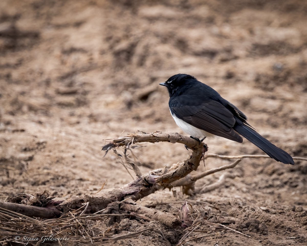 Willie-wagtail - ML620880528