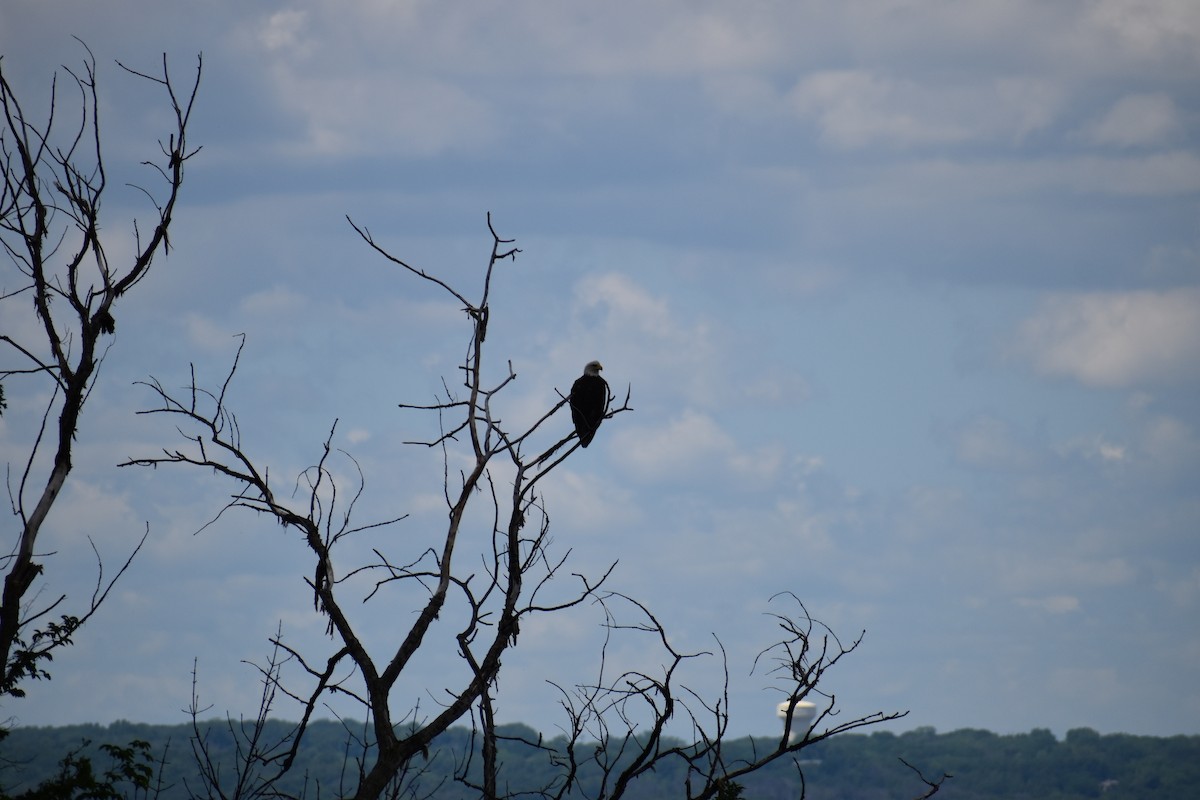 Bald Eagle - ML620880538