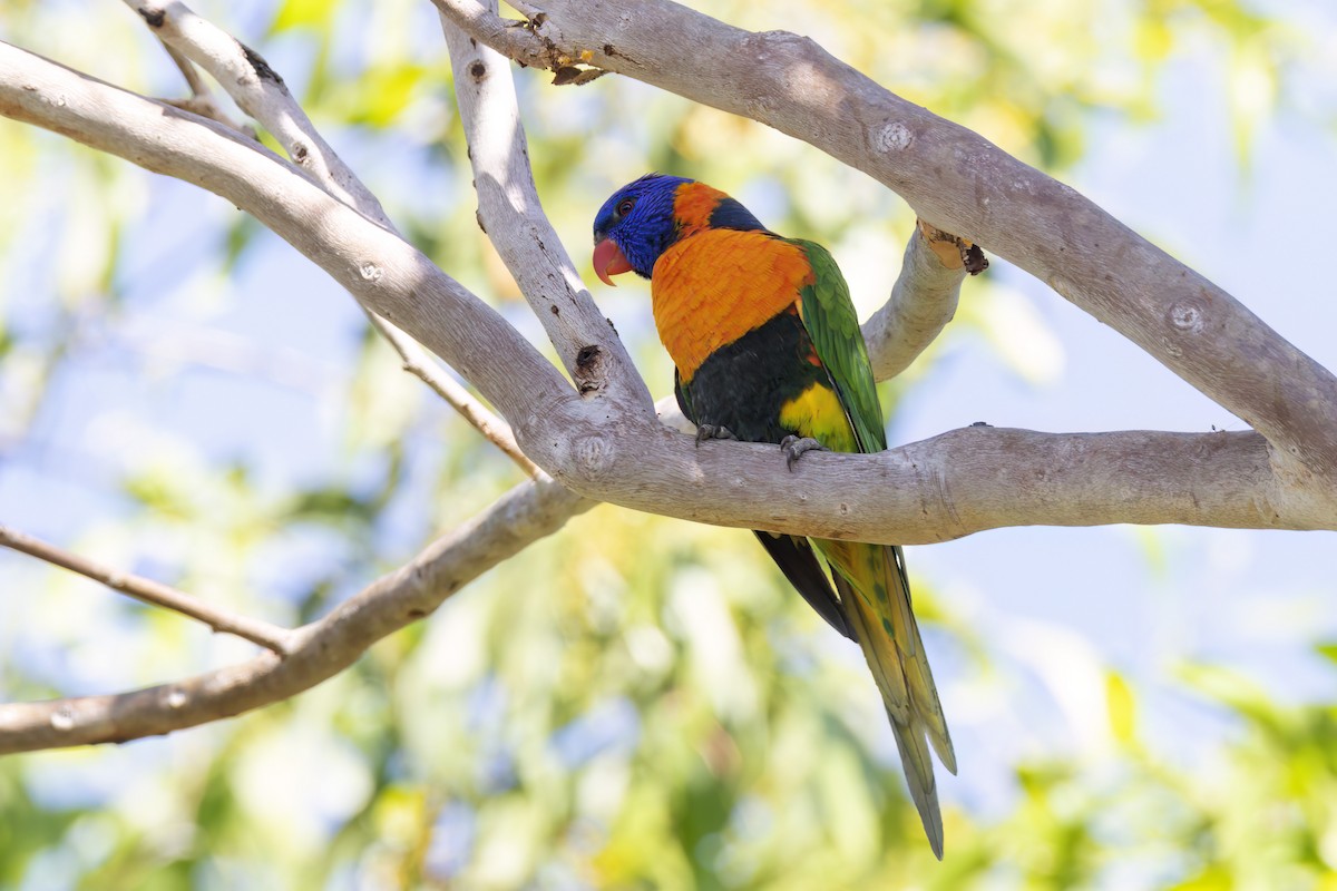 Red-collared Lorikeet - ML620880541