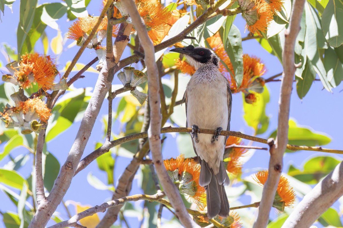 Silver-crowned Friarbird - ML620880542