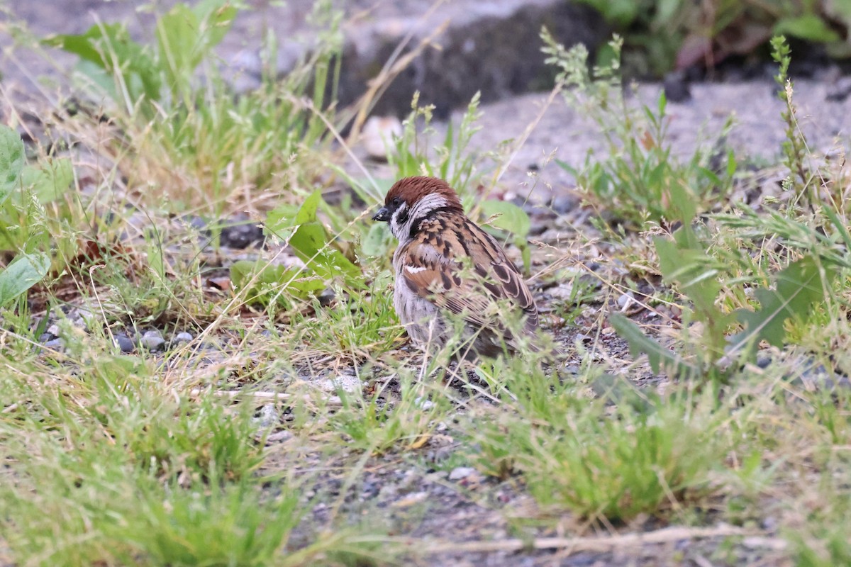Eurasian Tree Sparrow - ML620880544