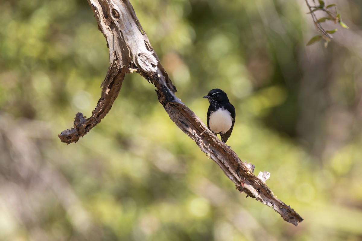 Willie-wagtail - ML620880545