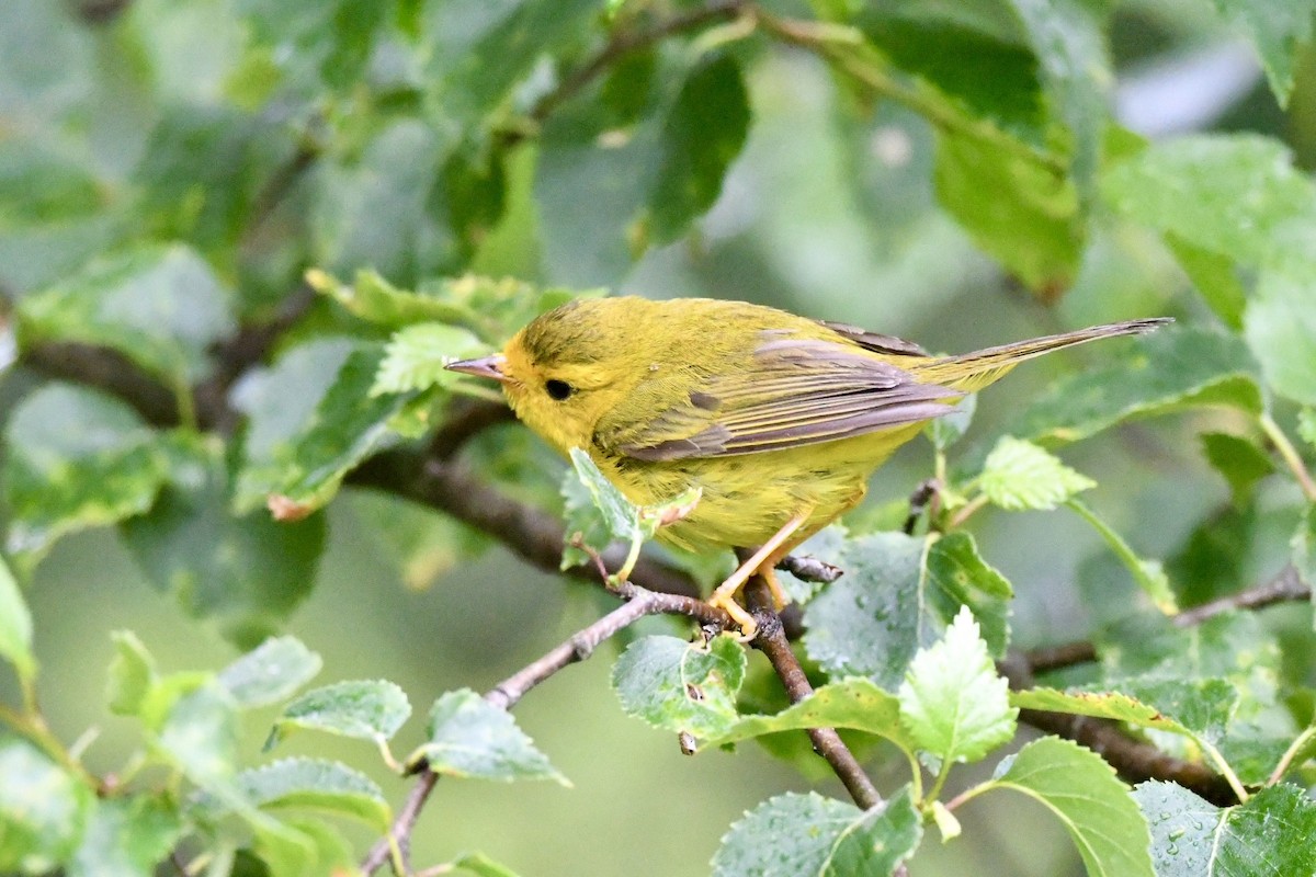 Wilson's Warbler - ML620880566