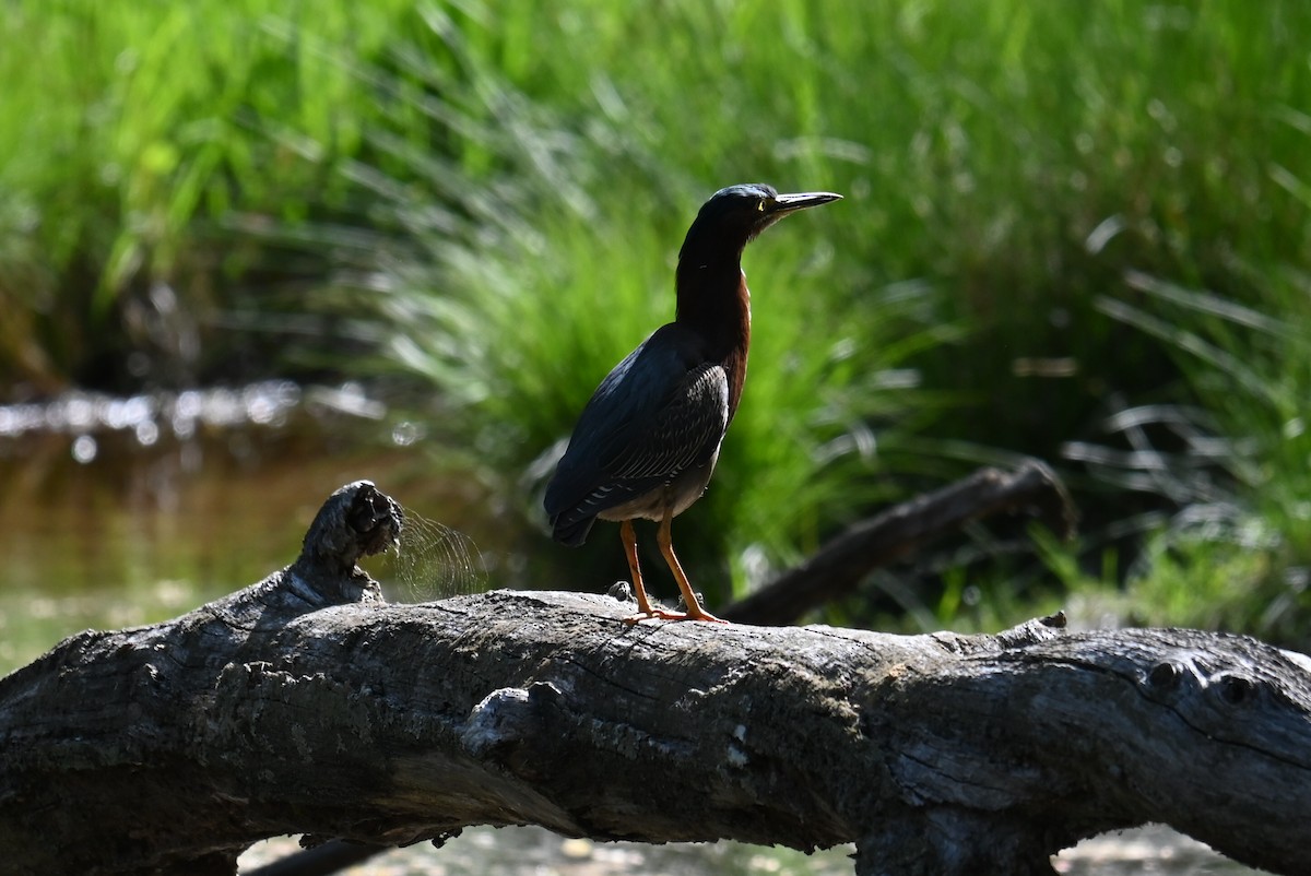 Green Heron - ML620880569