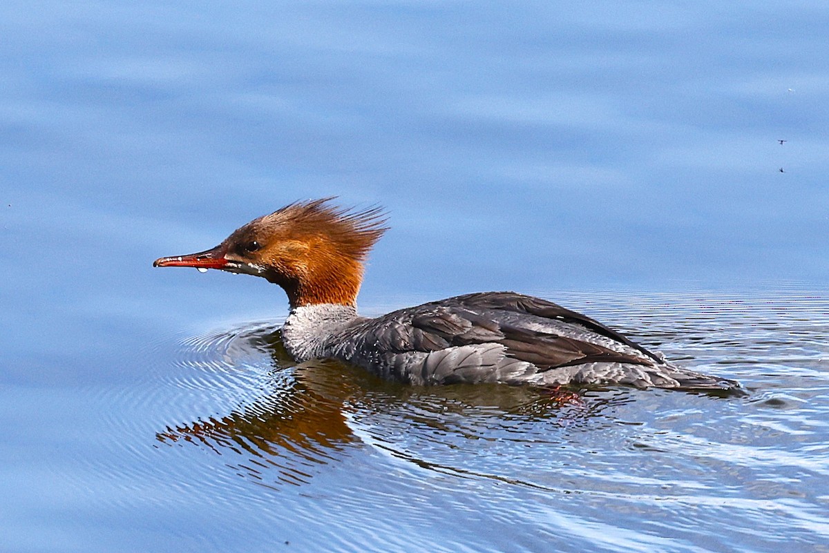 Common Merganser - ML620880571