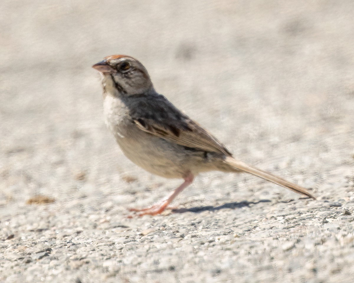 Rufous-crowned Sparrow - ML620880573
