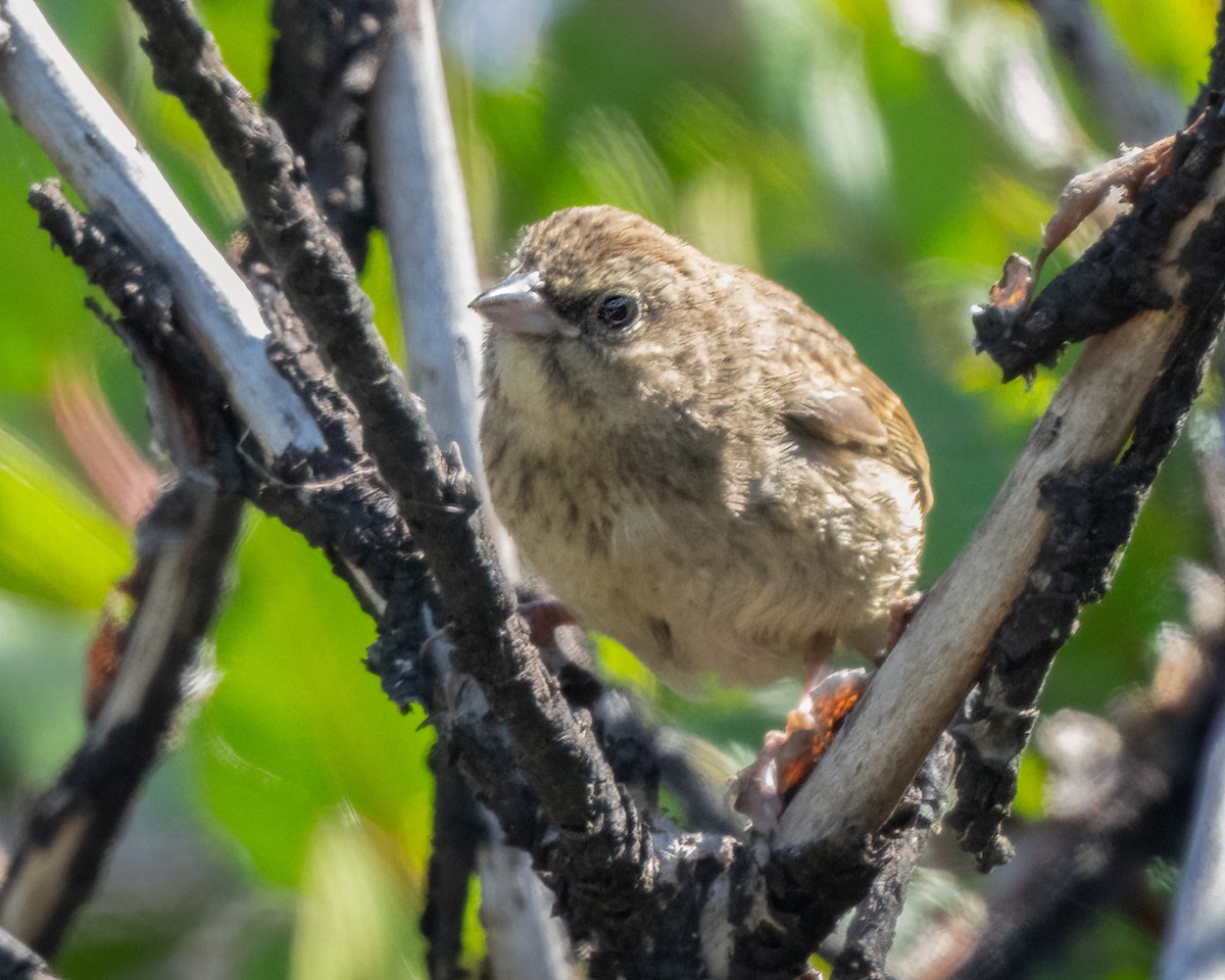 Rufous-crowned Sparrow - ML620880574