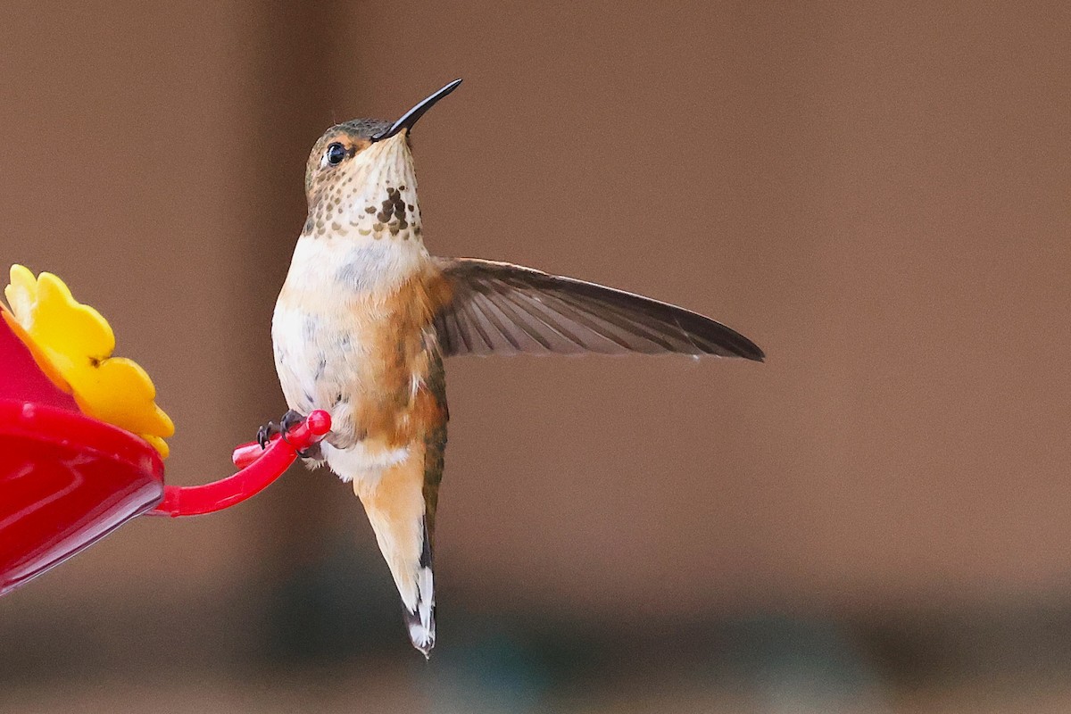 Colibrí Rufo - ML620880576