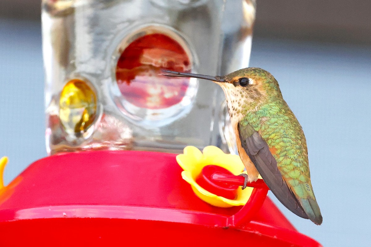 Rufous Hummingbird - JOEL STEPHENS