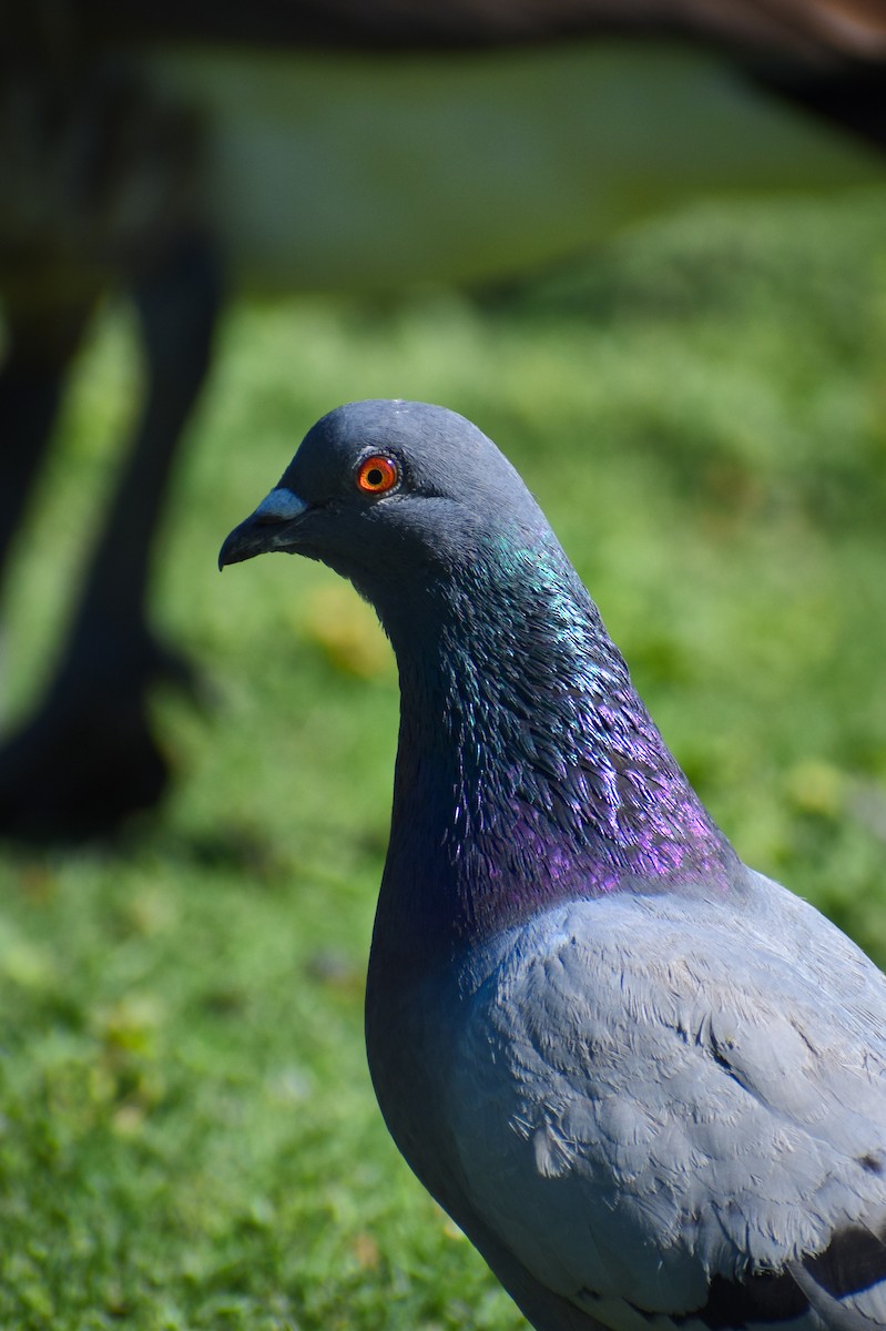 Rock Pigeon (Feral Pigeon) - ML620880578