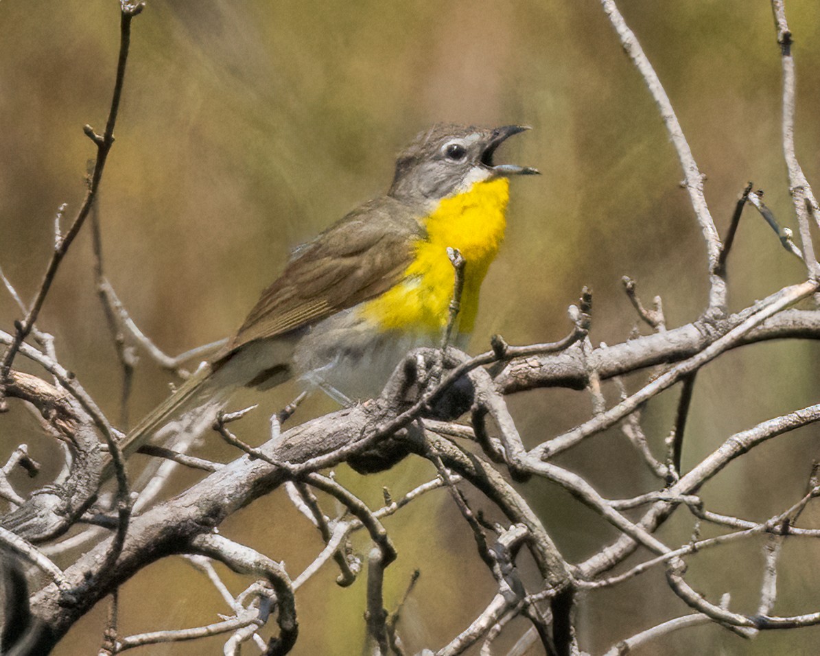 Yellow-breasted Chat - ML620880579