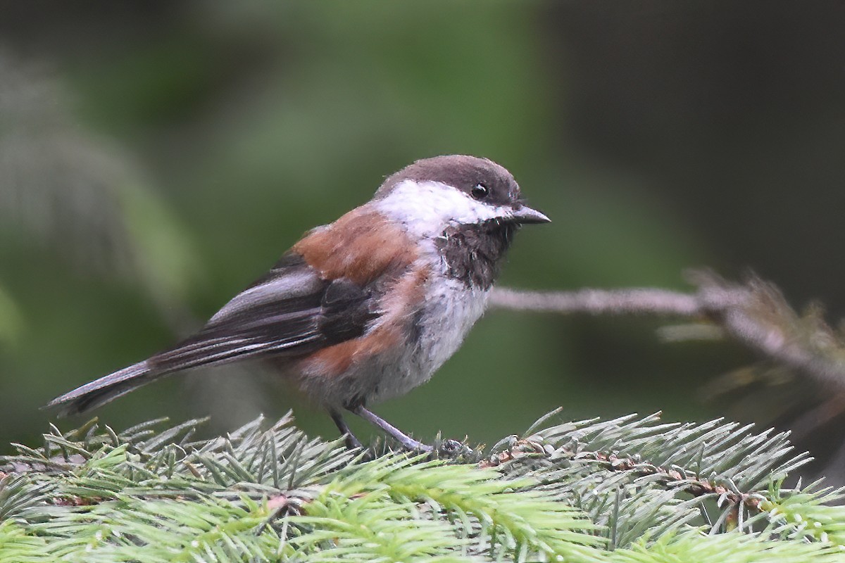 Mésange à dos marron - ML620880581