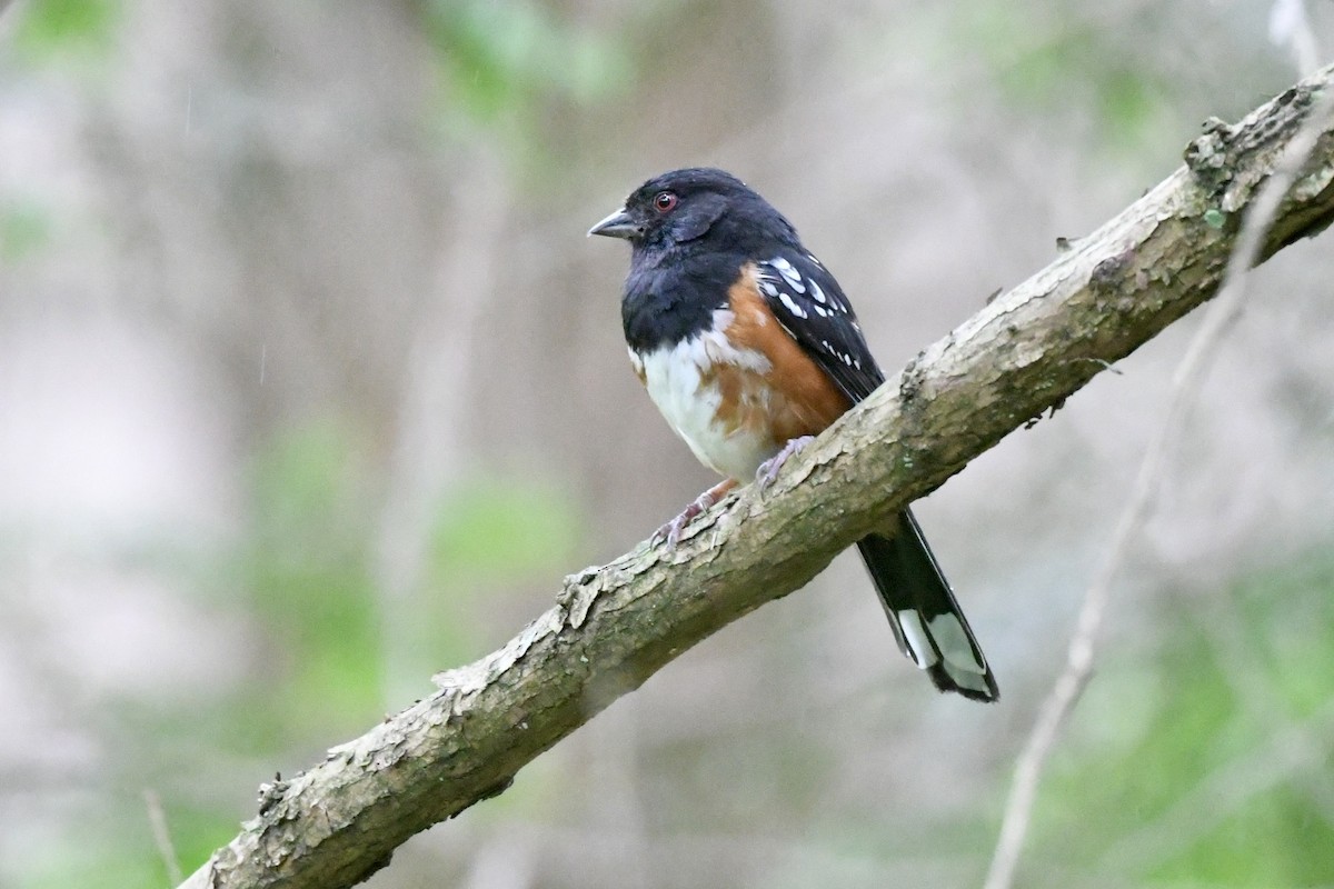 Spotted Towhee - ML620880582