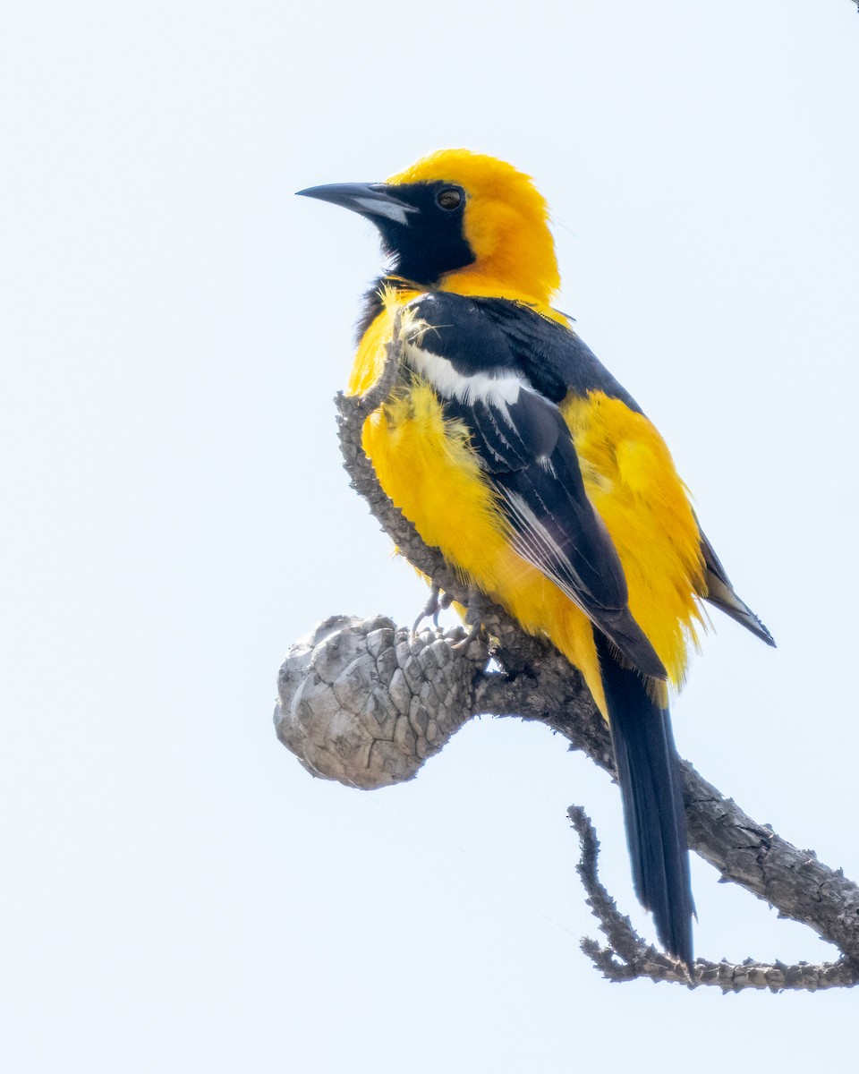 Hooded Oriole - ML620880583