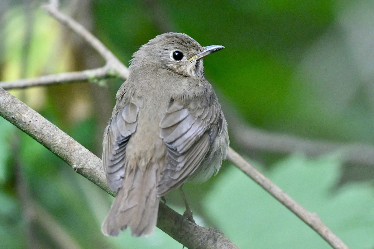 Swainson's Thrush - ML620880588