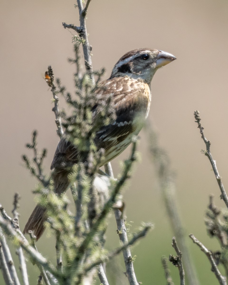 Cardinal à tête noire - ML620880589