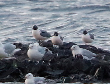 Mouette de Bonaparte - ML620880591