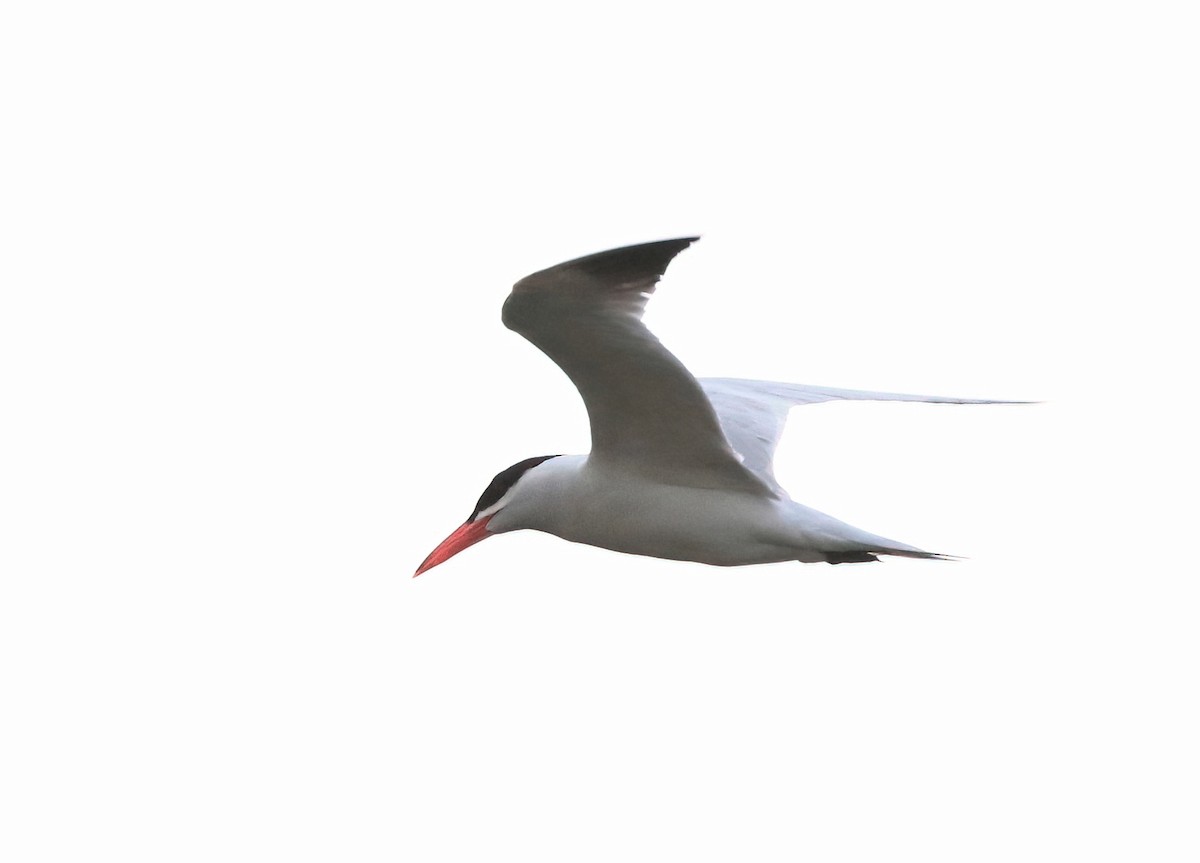 Caspian Tern - ML620880592