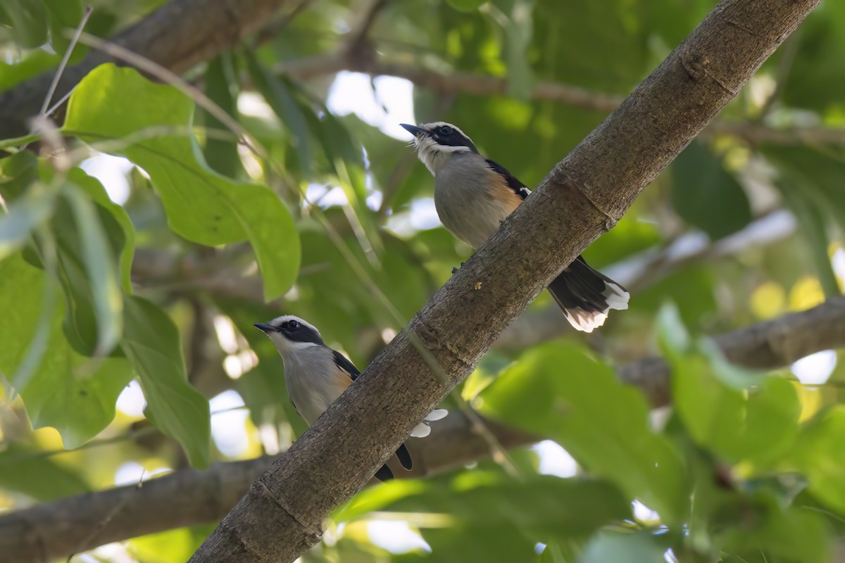 Buff-sided Robin - ML620880596