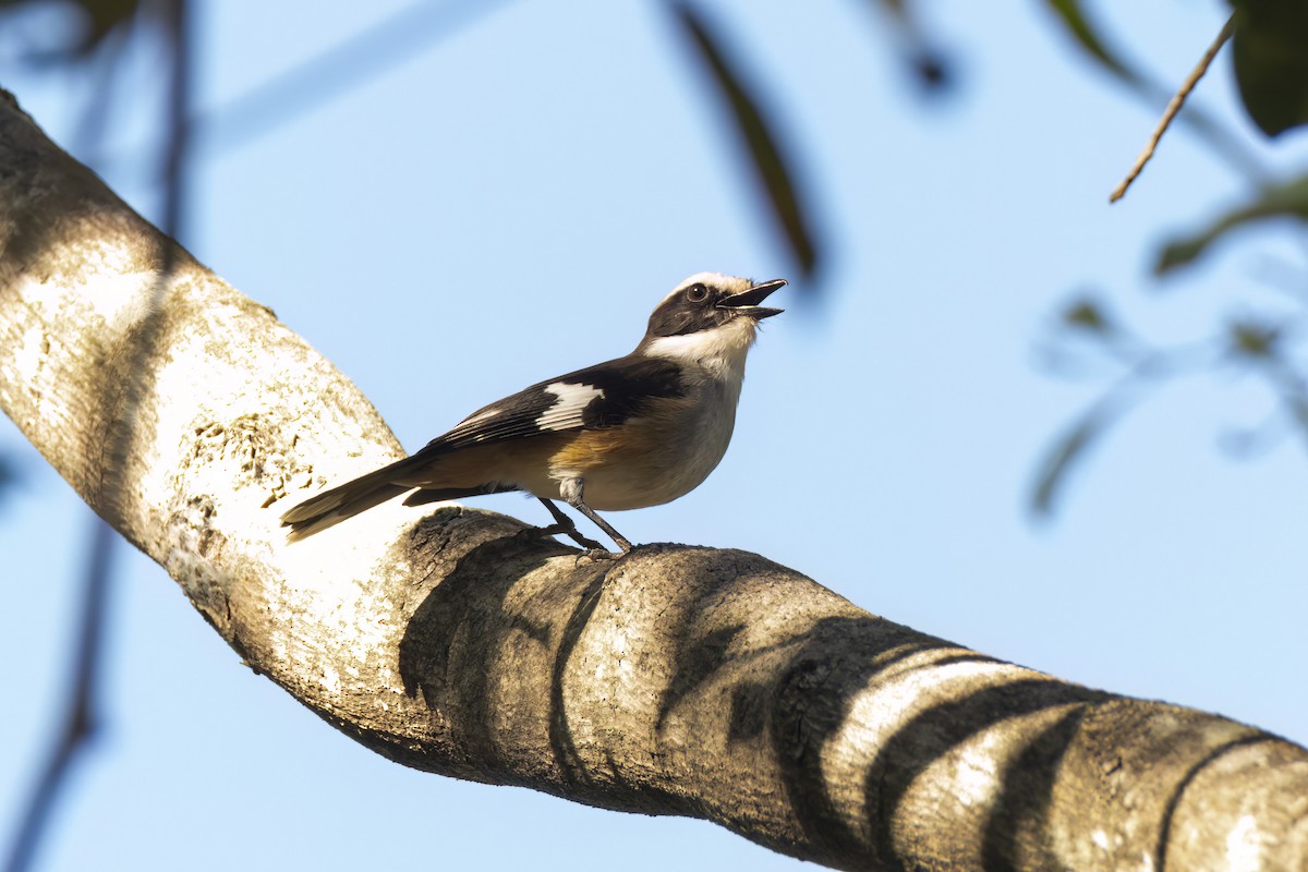 Buff-sided Robin - ML620880597