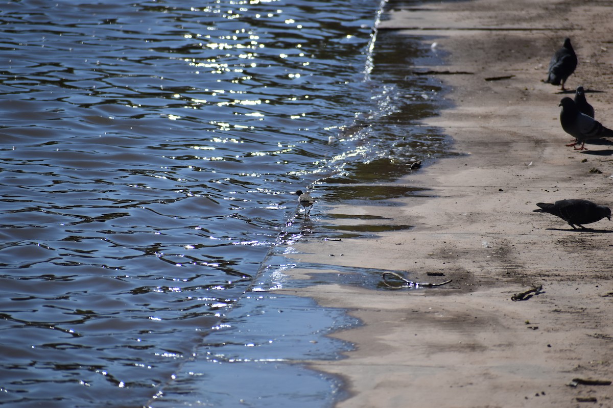 Spotted Sandpiper - ML620880602