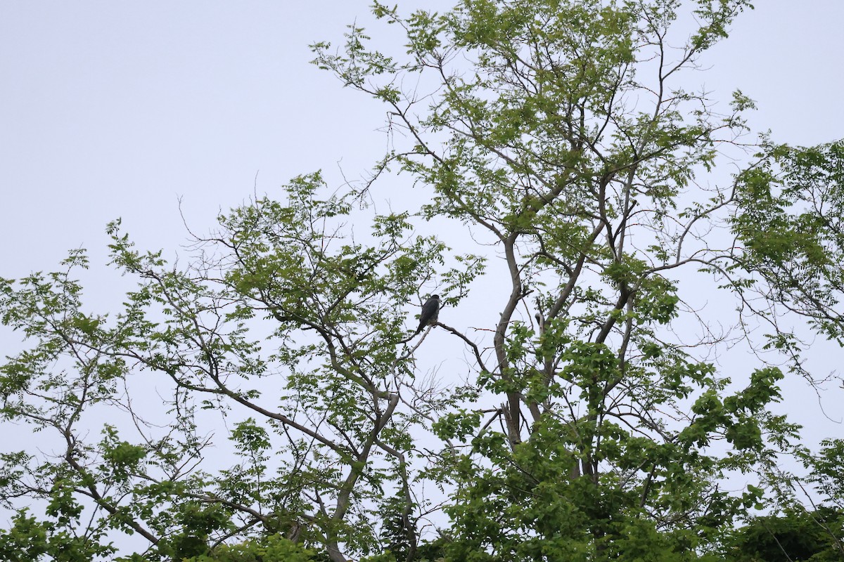 Japanese Sparrowhawk - ML620880603