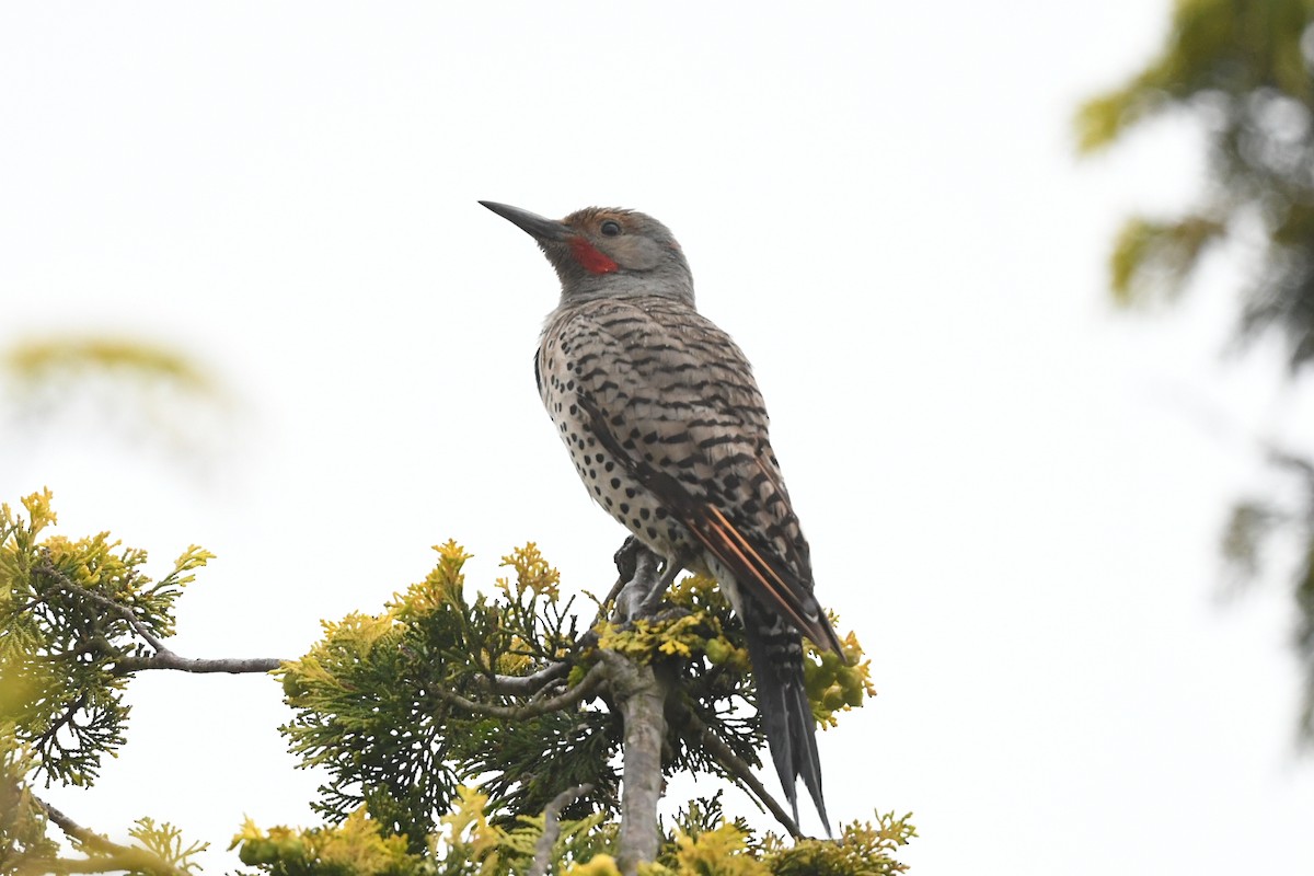 Northern Flicker - ML620880604