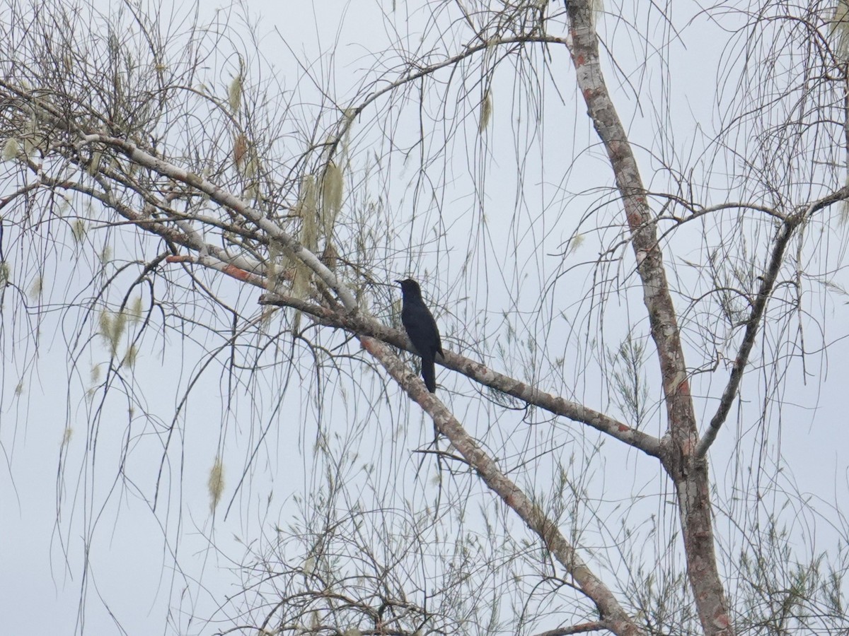 White-crowned Cuckoo - ML620880610