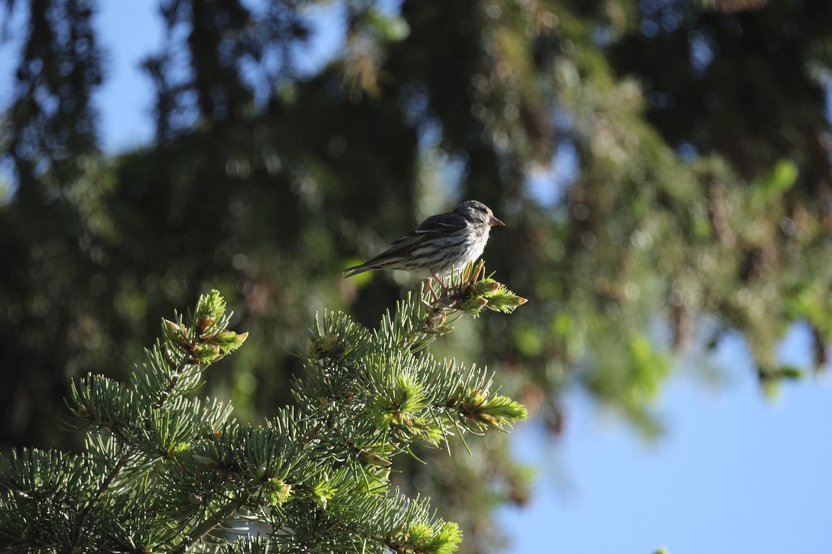 Pine Siskin - ML620880614