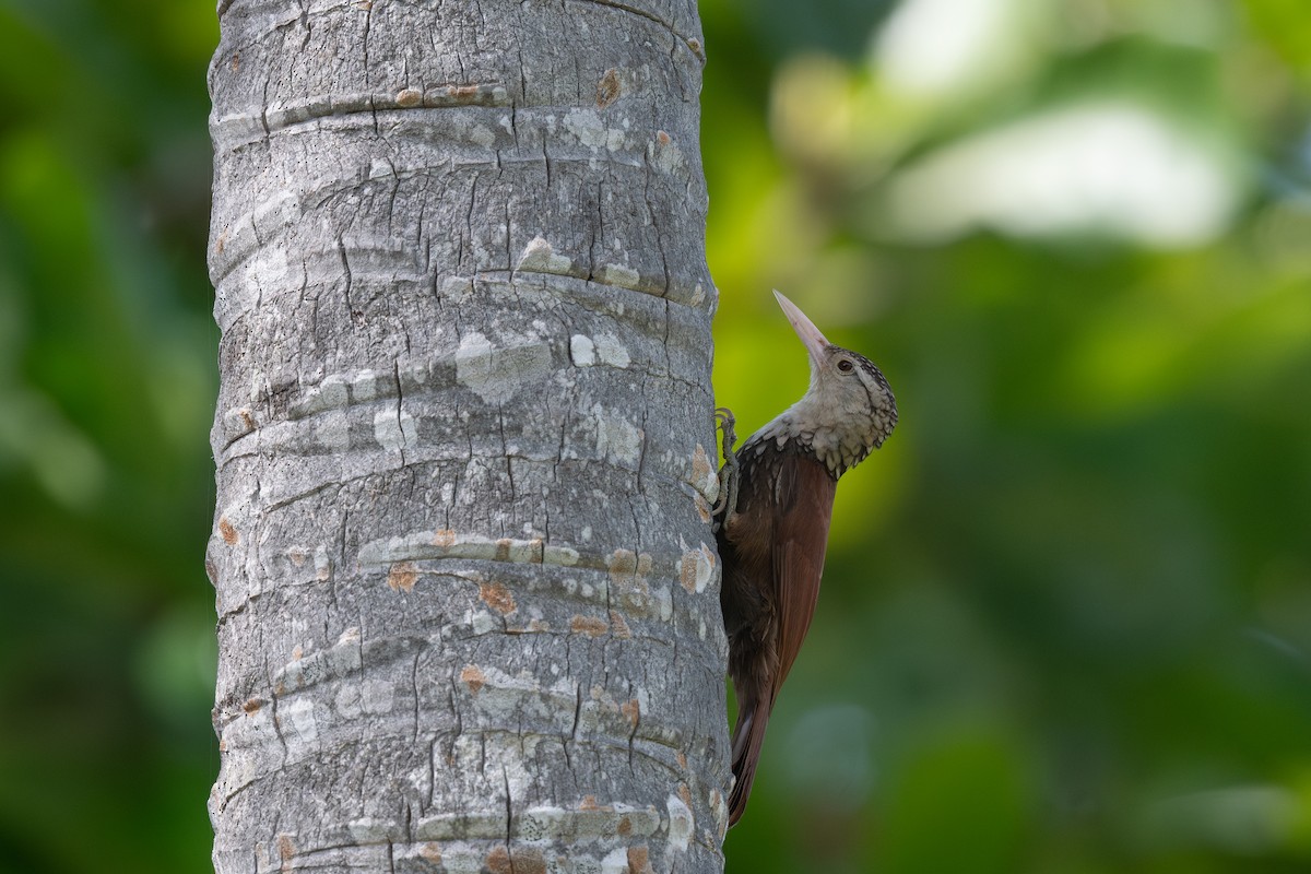 Straight-billed Woodcreeper - ML620880631