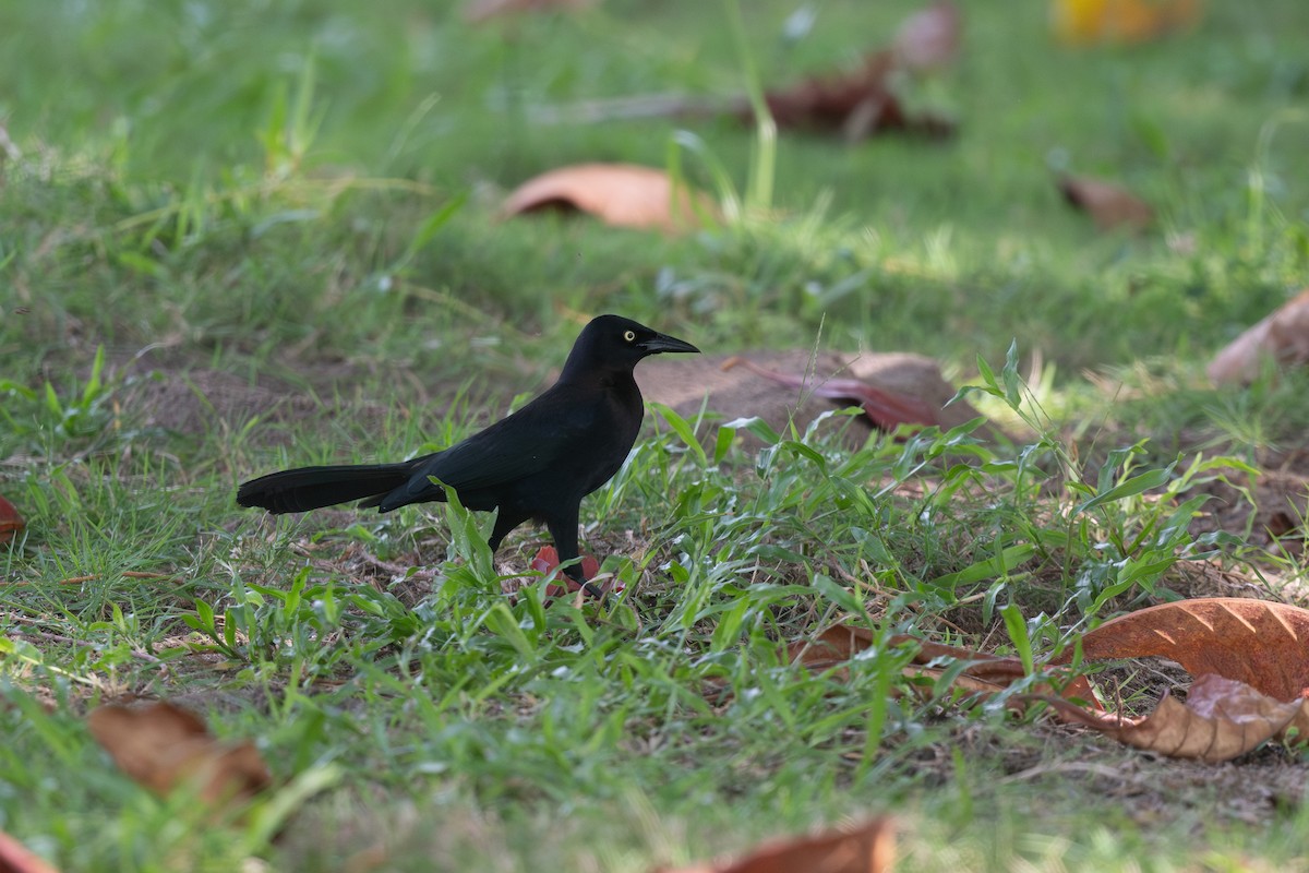 Carib Grackle - Steve Heinl