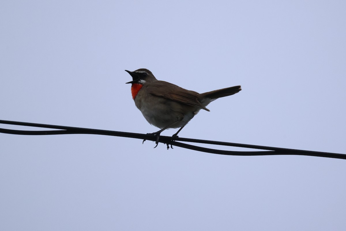 Siberian Rubythroat - ML620880634