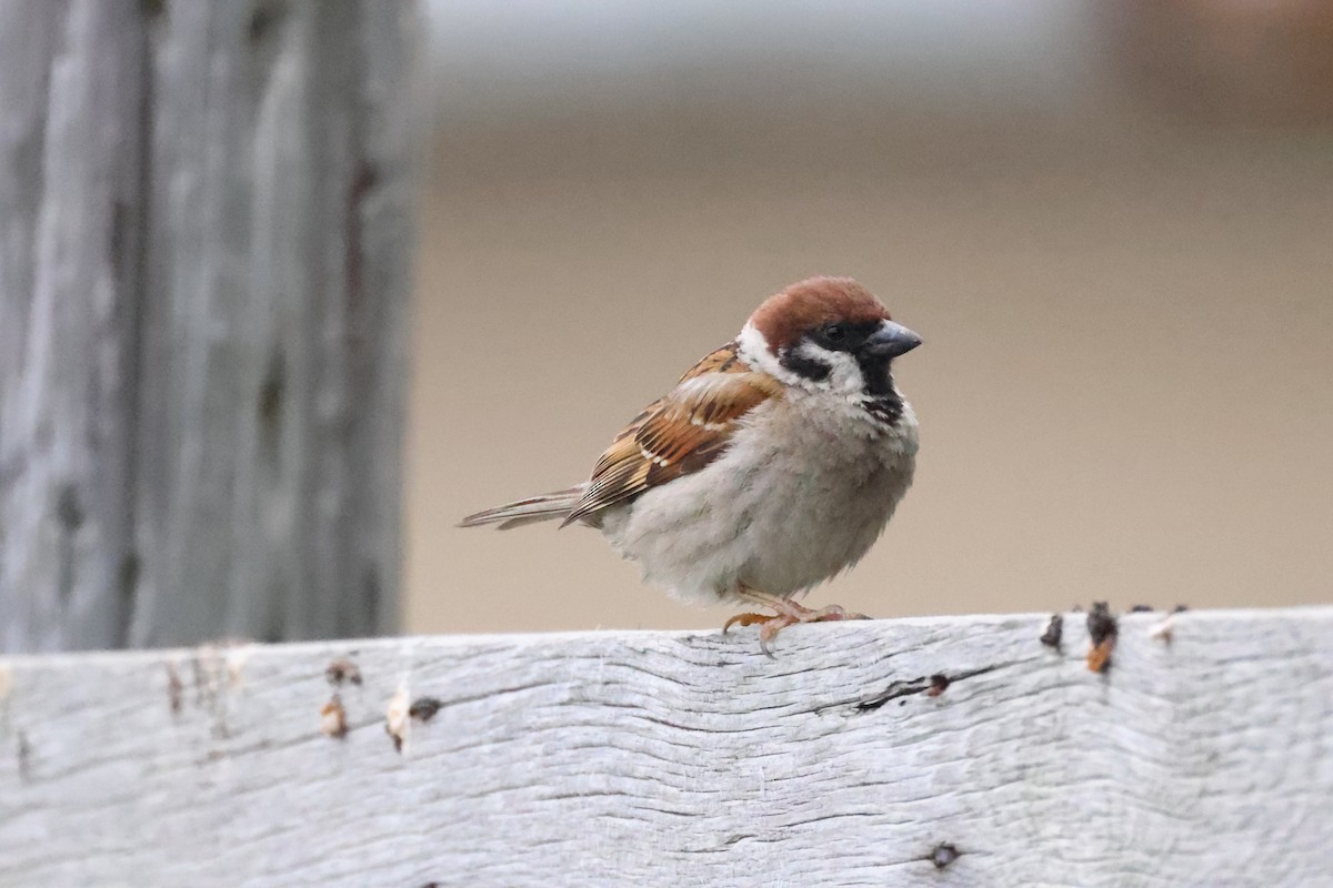 Eurasian Tree Sparrow - ML620880641
