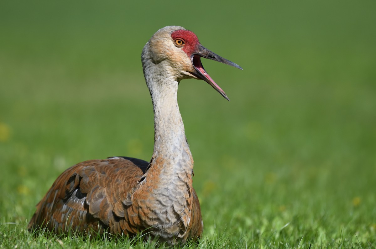 Sandhill Crane - ML620880645