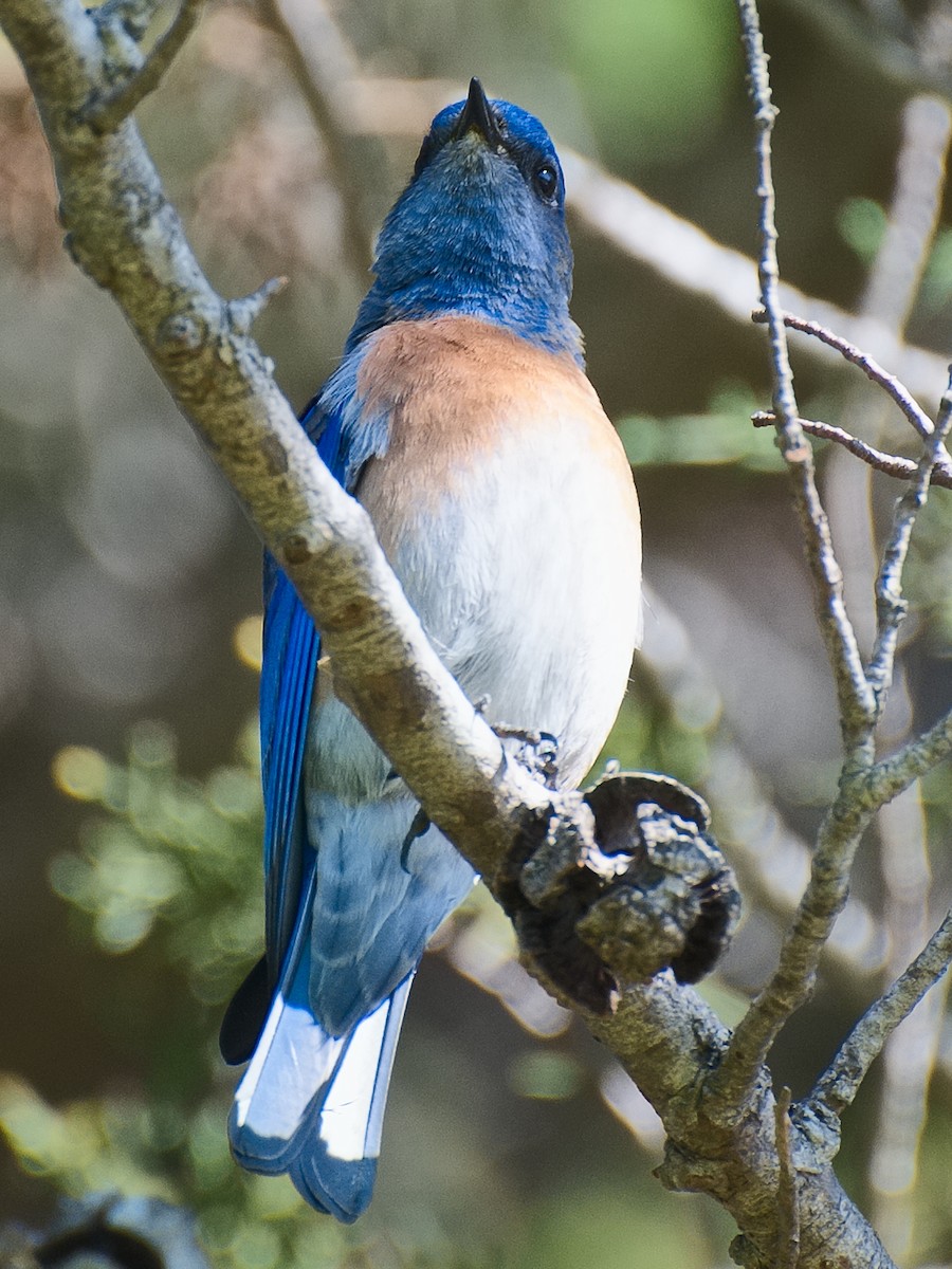 Western Bluebird - ML620880651