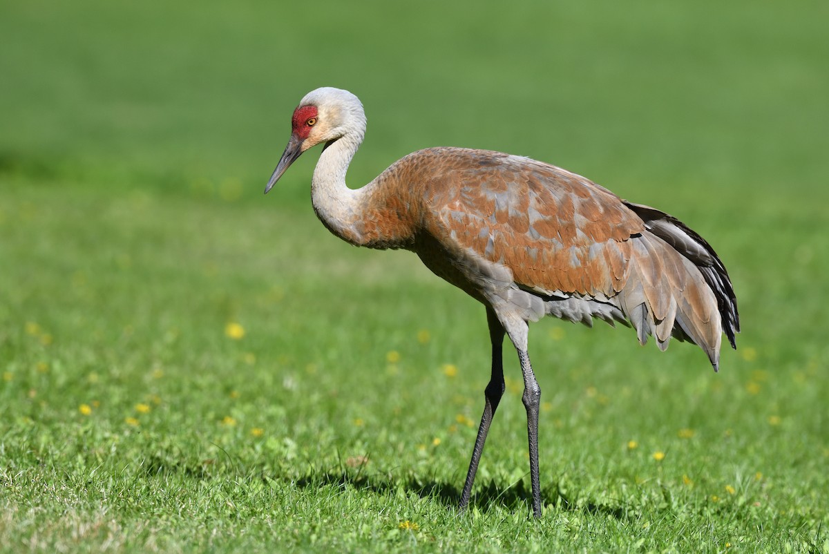 Sandhill Crane - ML620880655