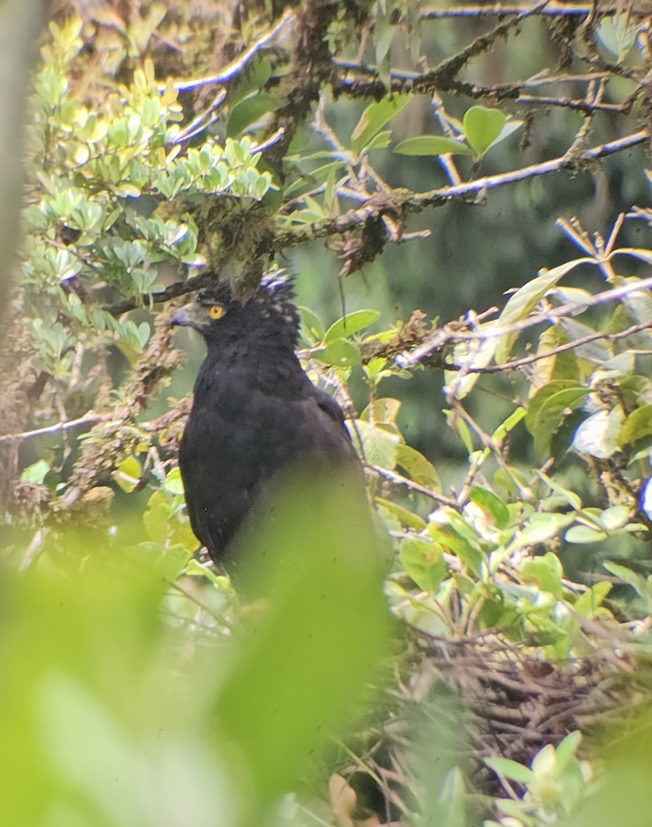 Águila Negra - ML620880660