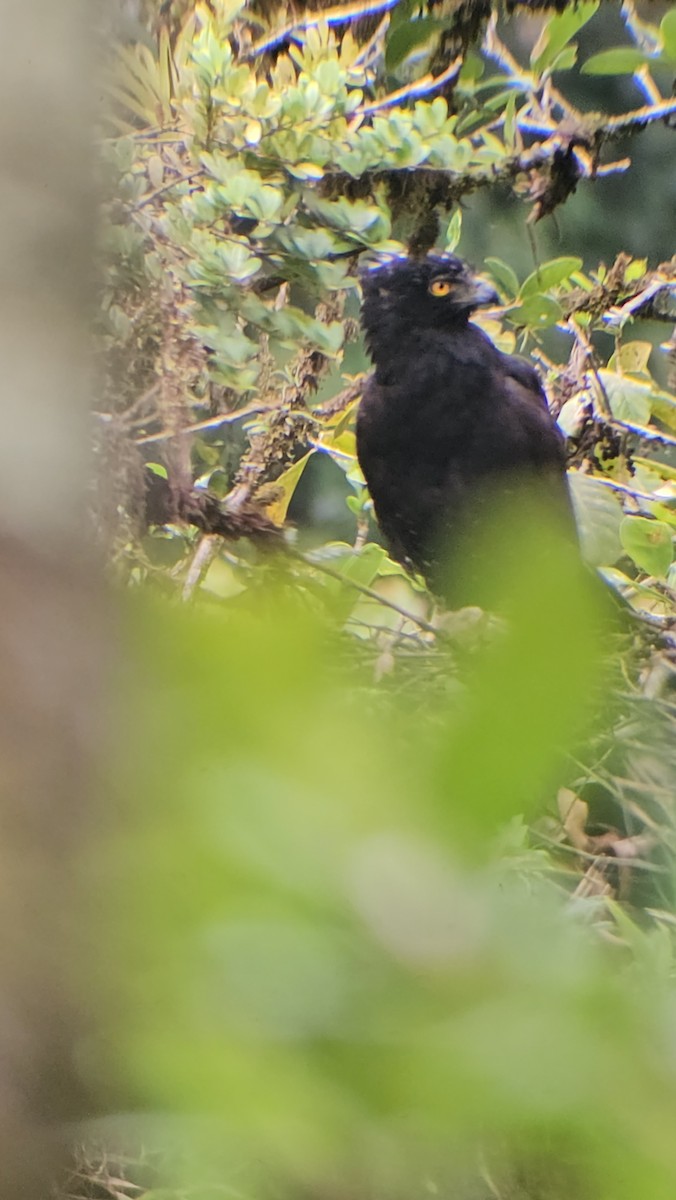 Águila Negra - ML620880661