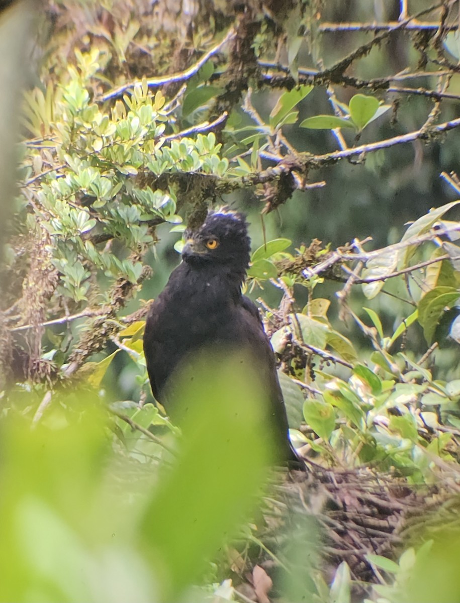 Águila Negra - ML620880662