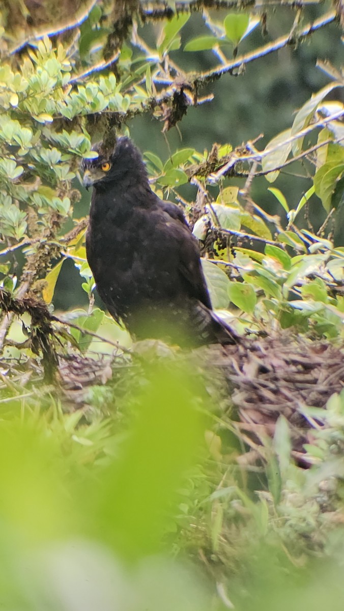 Águila Negra - ML620880667