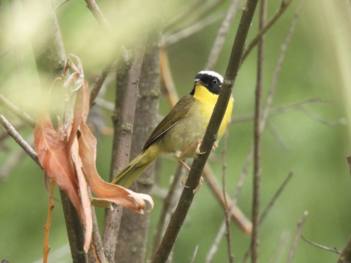 Common Yellowthroat - ML620880678