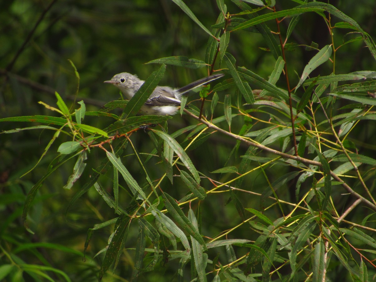 Blue-gray Gnatcatcher - ML620880683