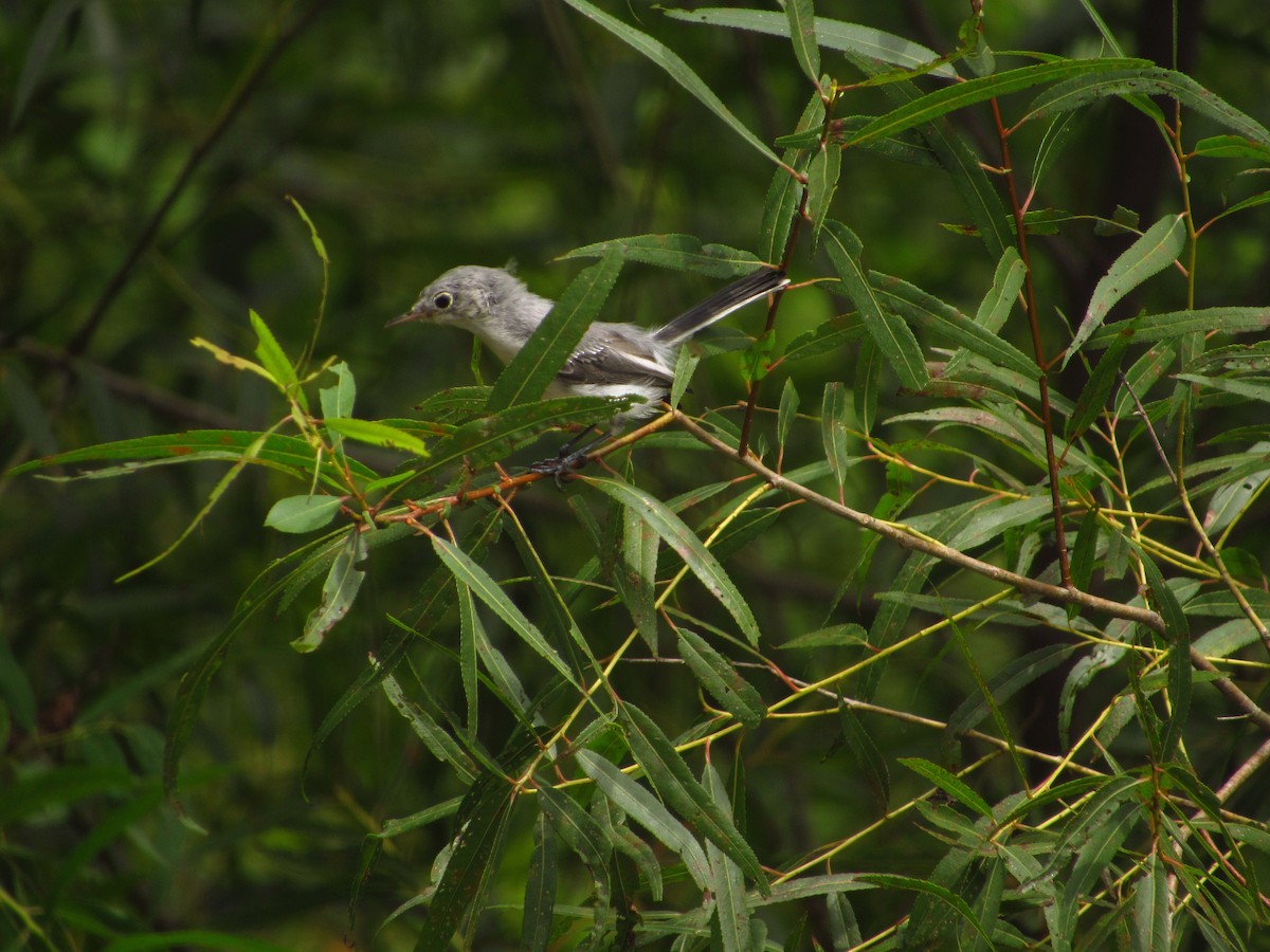 Blue-gray Gnatcatcher - Eric Ray