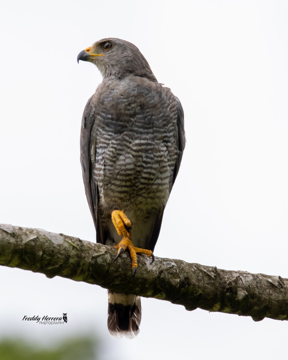 Gray Hawk - ML620880693