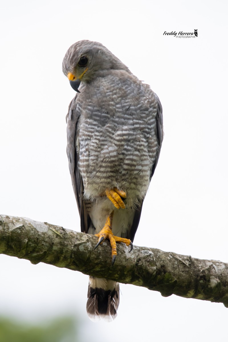 Gray Hawk - ML620880694