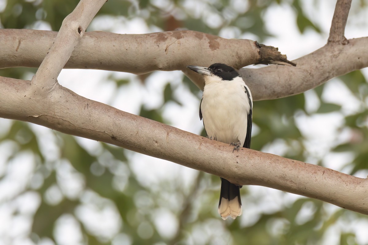 Silver-backed Butcherbird - ML620880700