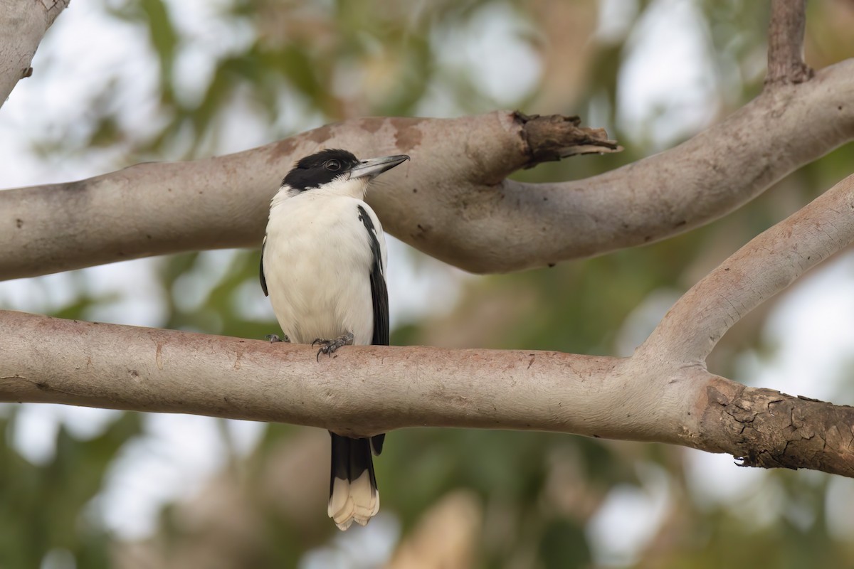 Silver-backed Butcherbird - ML620880701